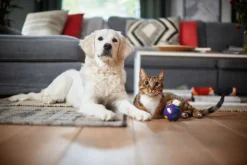 Philips Performer Silent Beutel Staubsauger, Allergiefilter, 99.9 % Staubaufnahme, 750 W, Rot (FC8784/09) -Küchenbedarf Laden 61aa25490620582b38c65594b7bb9ff5