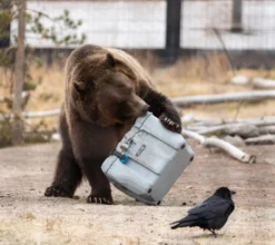 Lifetime Kühlbox 26,5 Liter Volumen -Küchenbedarf Laden 68fca415da8308f13e0b69044a19e710